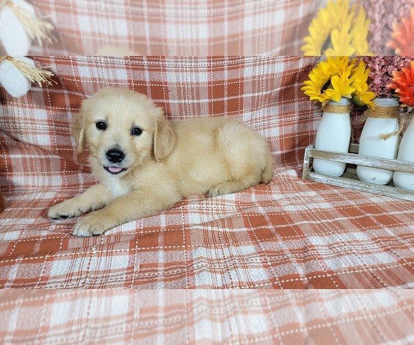 Medium Photo #1 Golden Retriever Puppy For Sale in FALCON, CO, USA