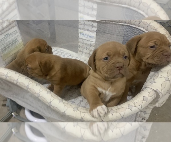 Medium Photo #12 Dogue de Bordeaux Puppy For Sale in DALLAS, TX, USA