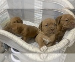Small Photo #12 Dogue de Bordeaux Puppy For Sale in DALLAS, TX, USA