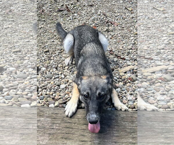 Medium Photo #9 German Shepherd Dog-Unknown Mix Puppy For Sale in Woodsfield, OH, USA
