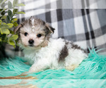 Puppy Mels Maltipoo