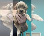 Small #1 Goldendoodle