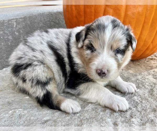 Medium Photo #2 Australian Shepherd Puppy For Sale in LODA, IL, USA