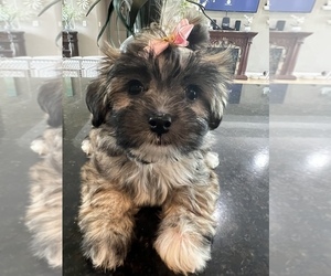 Shih Tzu Puppy for sale in SARASOTA, FL, USA
