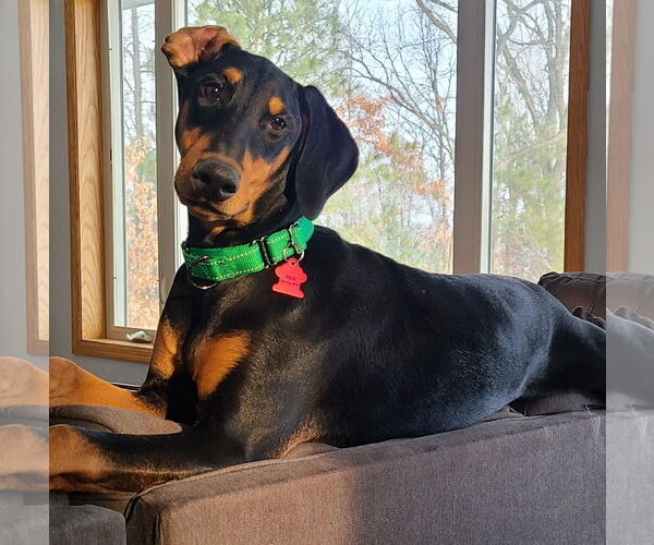 Medium Photo #4 Doberman Pinscher Puppy For Sale in Minneaoplis, MN, USA