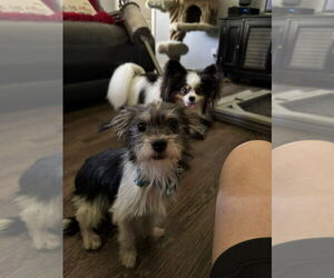 Maltese-Unknown Mix Dogs for adoption in Claremore, OK, USA