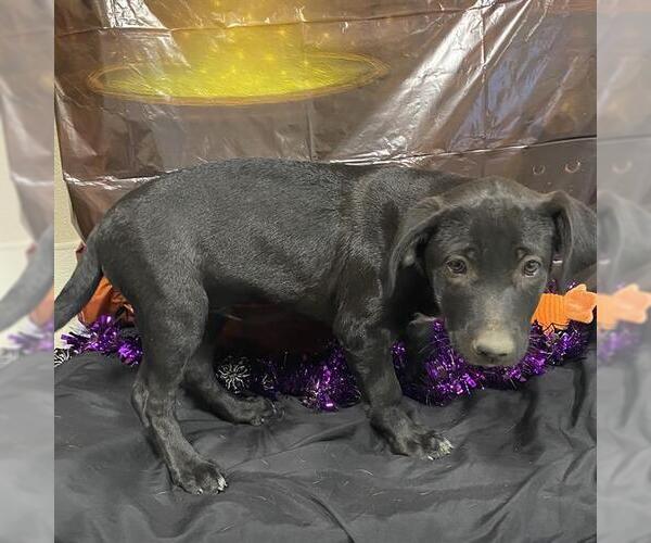 Medium Photo #1 Mutt Puppy For Sale in Modesto, CA, USA