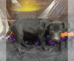 *SPIDER - Male Mutt Dog for Adoption - Small photo