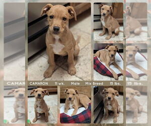 Mutt Dogs for adoption in Mesa, AZ, USA