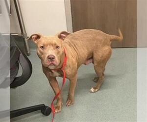 Mutt Dogs for adoption in Baytown, TX, USA