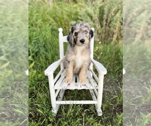 Aussiedoodle Puppy for Sale in STRATHCONA, Minnesota USA