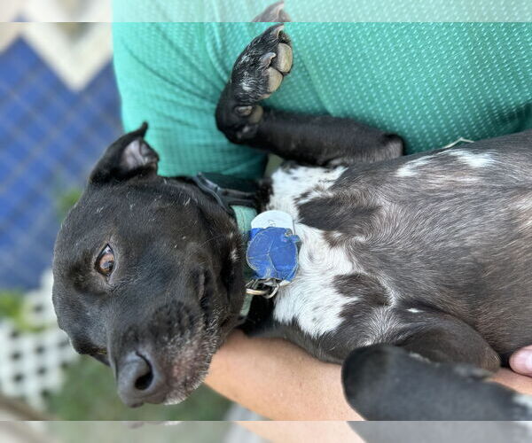 Medium Photo #5 Chiweenie Puppy For Sale in Rosenberg, TX, USA