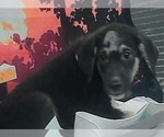 Small #2 German Shepherd Dog Mix
