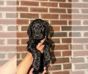 Poodle (Standard) Puppy for sale in LYNCHBURG, VA, USA