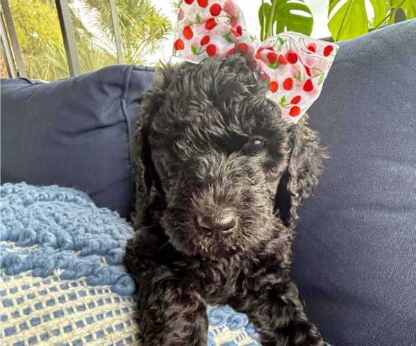Medium Photo #42 Goldendoodle Puppy For Sale in GIBSONTON, FL, USA
