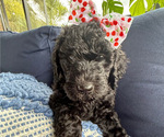 Small Photo #17 Goldendoodle Puppy For Sale in GIBSONTON, FL, USA