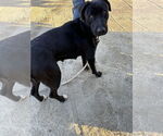 Small #7 Labrador Retriever Mix