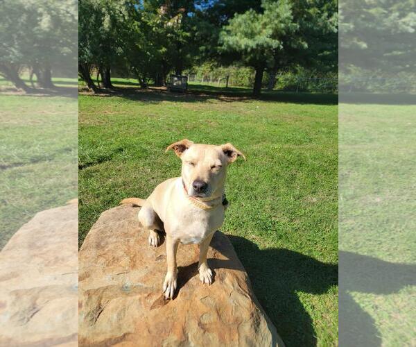 Medium Photo #4 Labrador Retriever-Unknown Mix Puppy For Sale in Front Royal, VA, USA