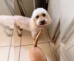 Small #1 Poodle (Miniature)