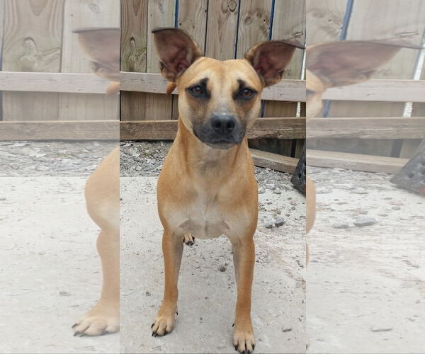 Medium Photo #4 Miniature Pinscher-Unknown Mix Puppy For Sale in Tracy City, TN, USA