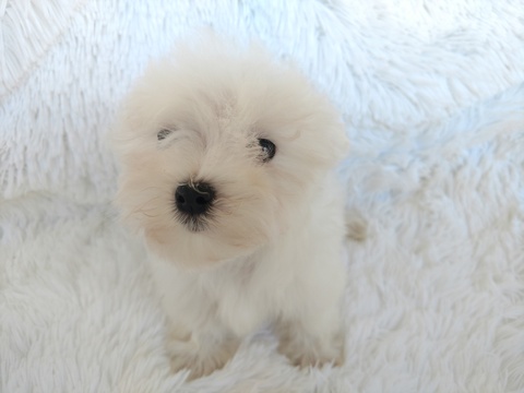 Medium Photo #2 Maltese Puppy For Sale in DOUGLAS, GA, USA