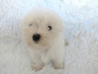 Small Photo #2 Maltese Puppy For Sale in DOUGLAS, GA, USA