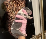 Small #1 American Bully