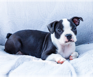 Medium Boston Terrier