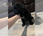 Puppy Hank Aussiedoodle
