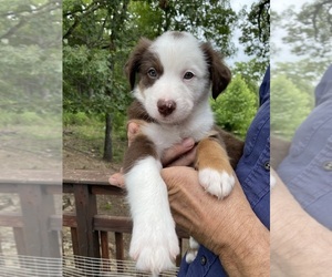 Border Collie Puppy for sale in MELBOURNE, AR, USA