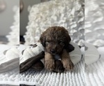 Small #14 Bernedoodle