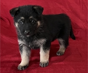 German Shepherd Dog Puppy for sale in HOPEDALE, IL, USA