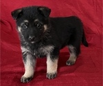 Small Photo #1 German Shepherd Dog Puppy For Sale in HOPEDALE, IL, USA