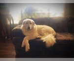 Small Photo #1 Great Pyrenees Puppy For Sale in YELM, WA, USA