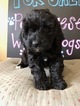 Small Photo #8 Portuguese Water Dog Puppy For Sale in CALHOUN, GA, USA