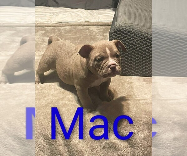 Medium Photo #3 American Bully Puppy For Sale in SACRAMENTO, CA, USA