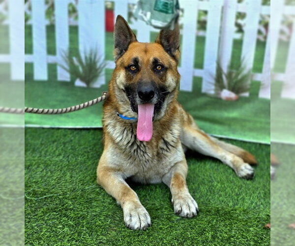 Medium Photo #1 German Shepherd Dog Puppy For Sale in Long Beach, CA, USA