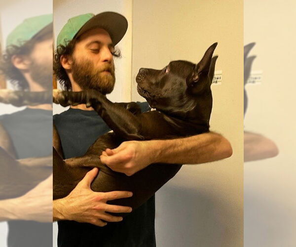 Medium Photo #19 Mutt Puppy For Sale in Pompano Beach , FL, USA