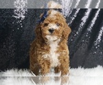 Puppy Bingo AKC Poodle (Toy)