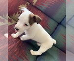Puppy 2 Jack Russell Terrier