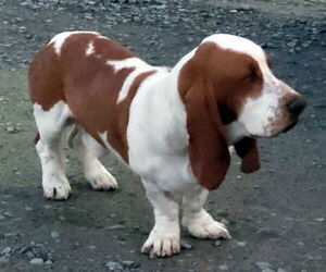 COPPER - Male Basset Hound Dog for Adoption - Photo #2