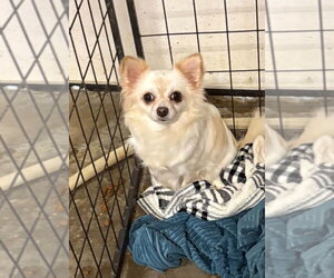 Chihuahua Dogs for adoption in Walnutport, PA, USA