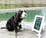 Small Photo #6 Sheepadoodle Puppy For Sale in STANLEY, VA, USA