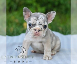 French Bulldog Puppy for sale in EAST EARL, PA, USA