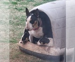 Small #2 Bull Terrier