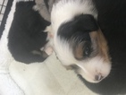 Small Photo #1 Australian Shepherd Puppy For Sale in MAGNOLIA, TX, USA