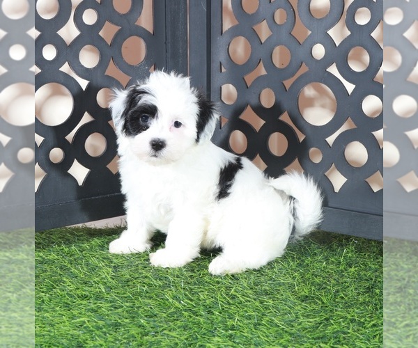 Medium Photo #4 Zuchon Puppy For Sale in MOUNT VERNON, OH, USA