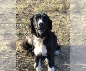 Mother of the Newfoundland puppies born on 03/28/2025