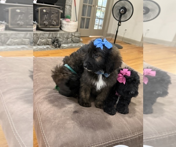 Medium Photo #13 Saint Berdoodle Puppy For Sale in DINWIDDIE, VA, USA