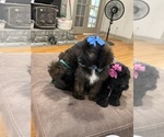Small Photo #13 Saint Berdoodle Puppy For Sale in DINWIDDIE, VA, USA